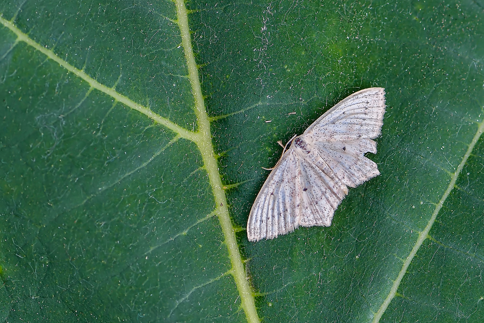 Scopula flaccidaria - alföldi sávosaraszoló