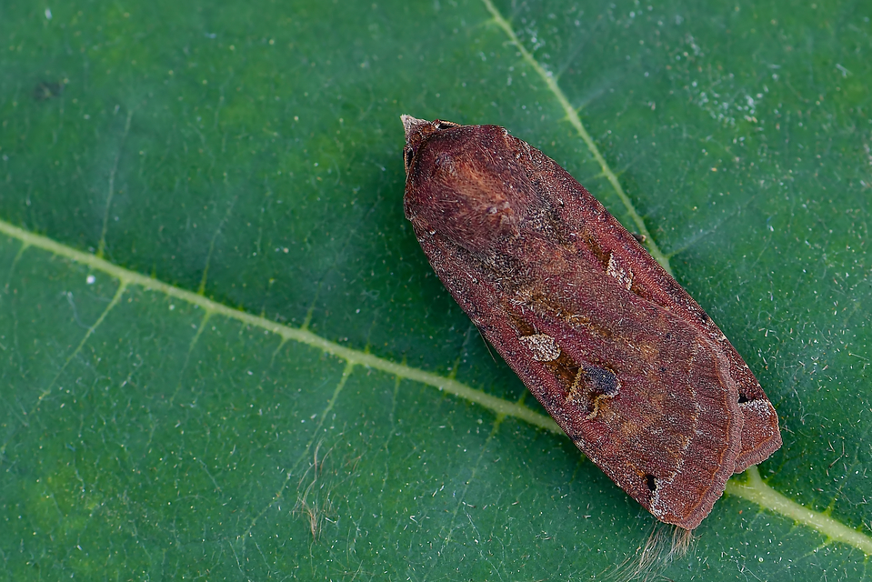 Noctua pronuba - nagy sárgafűbagoly