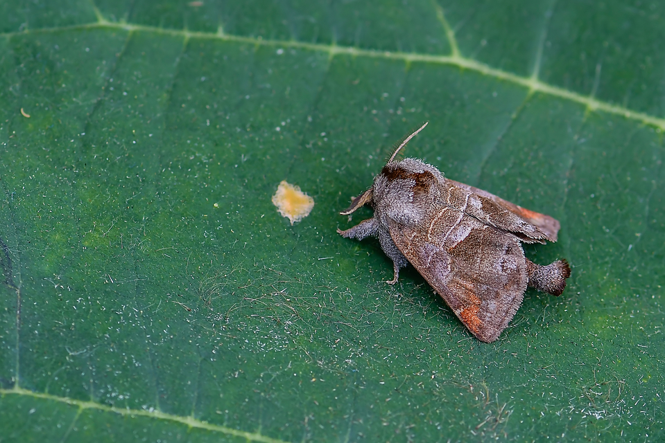 Clostera pigra - apró levélszövő
