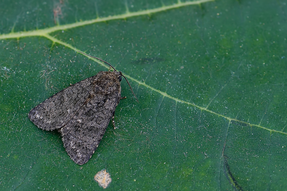 Acronicta rumicis - sóska-szigonyosbagoly