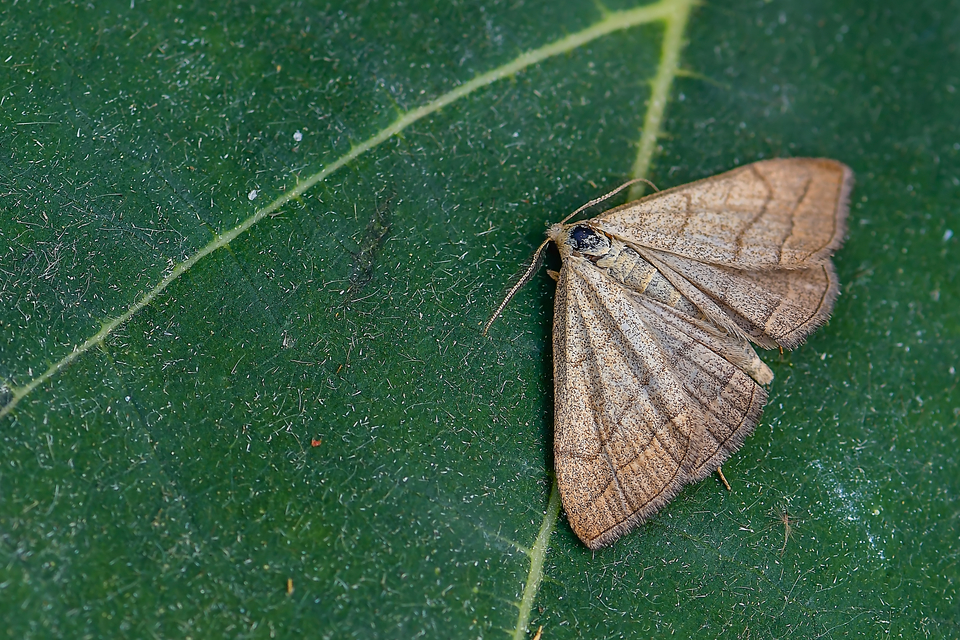 Polypogon tentacularia - sötétaljú karcsúbagoly