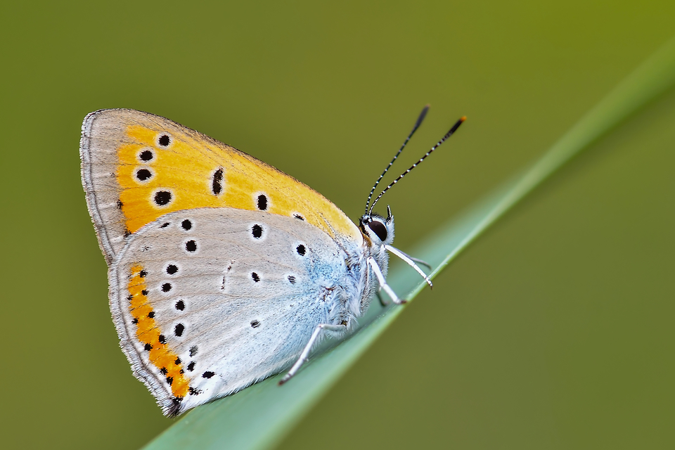 Lycaena dispar rutilus - nagy tűzlepke