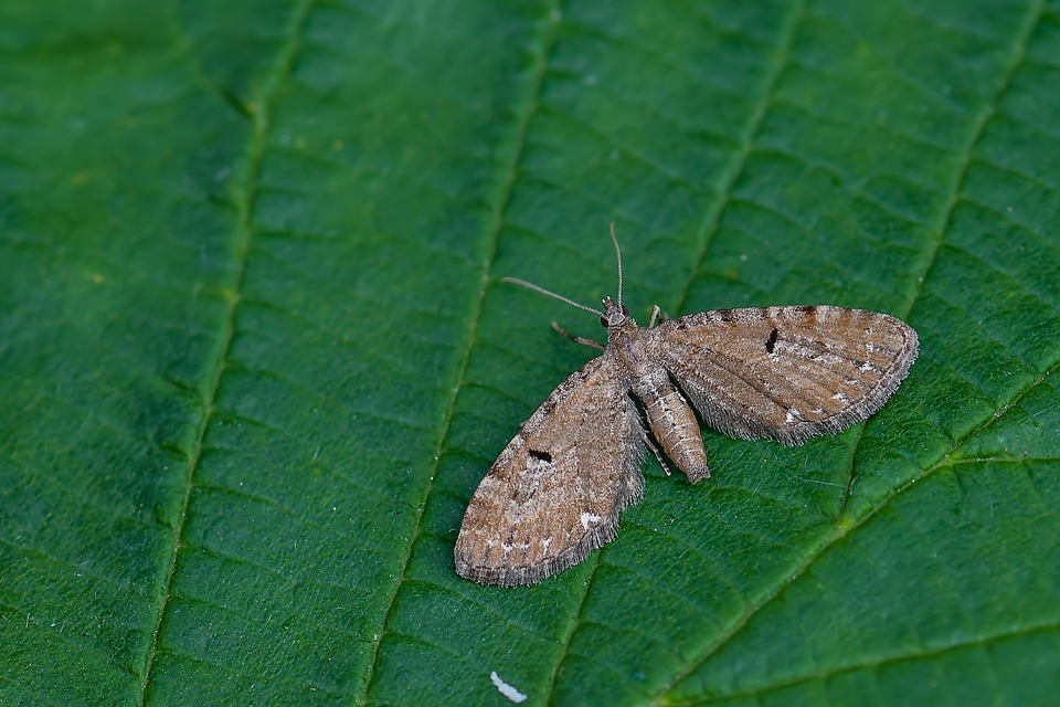 Eupithecia absinthiata - üröm-törpearaszoló