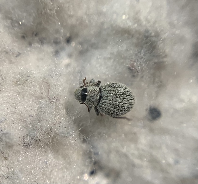 Foucartia squamulata - közönséges törpebarkó
