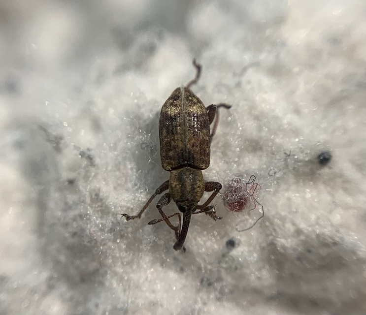 Thryogenes scirrhosus - karcsú békabuzogány-ormányos