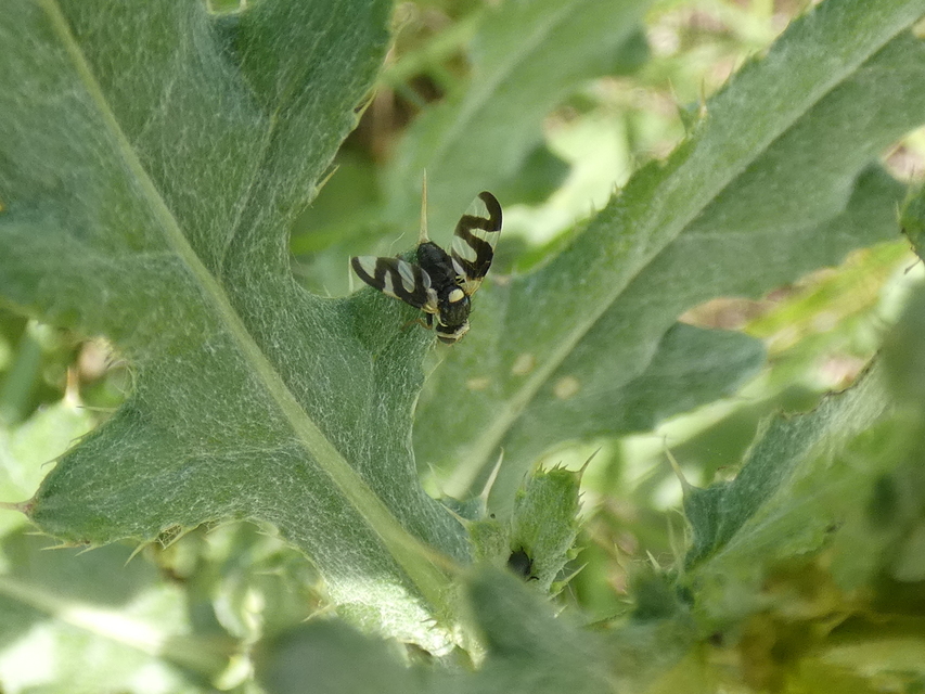 Urophora cardui
