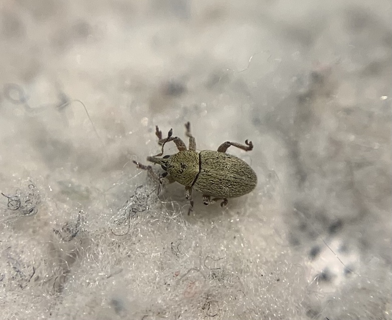 Tychius junceus - őszi tímárormányos