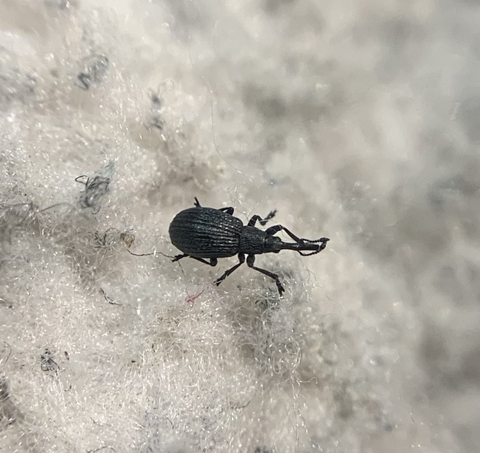 Ischnopterapion loti - szarvaskerep-cickányormányos