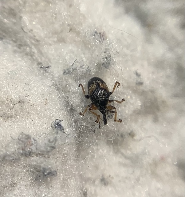 Nanophyes marmoratus - simacombú füzényormányos