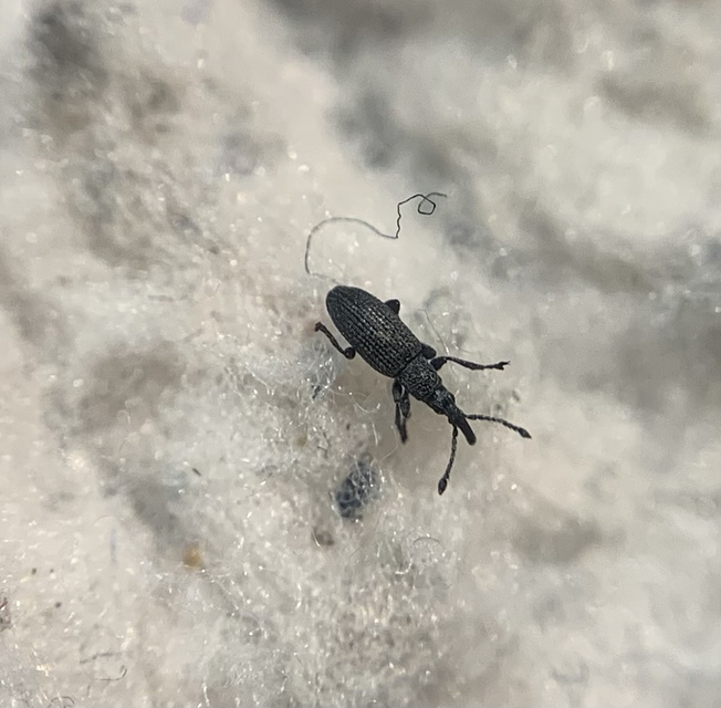 Ceratapion armatum - imola-cickányormányos Ceratapion armatum - imola-cickányormányos