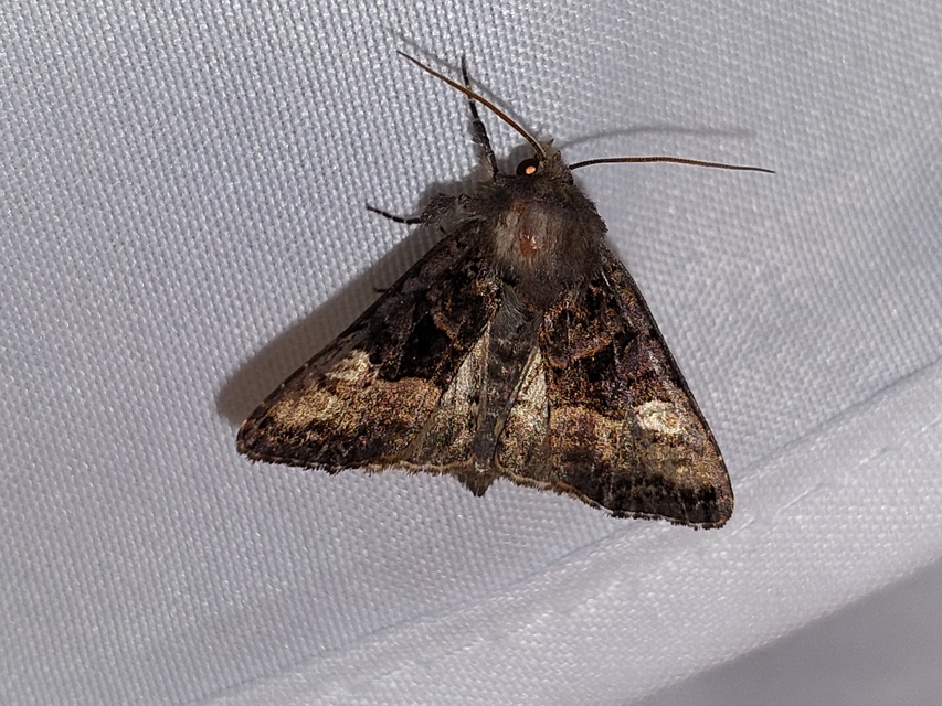Euplexia lucipara - szeder-csipkésbagoly