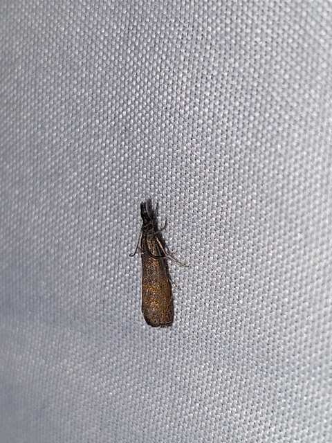 Platytes cerussella - törpe fűgyökérmoly
