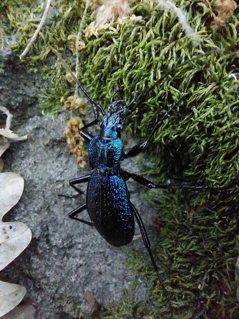 Carabus intricatus - kék laposfutrinka