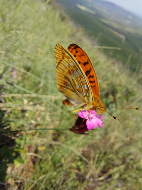 Argynnis adippe - ezüstös gyöngyházlepke