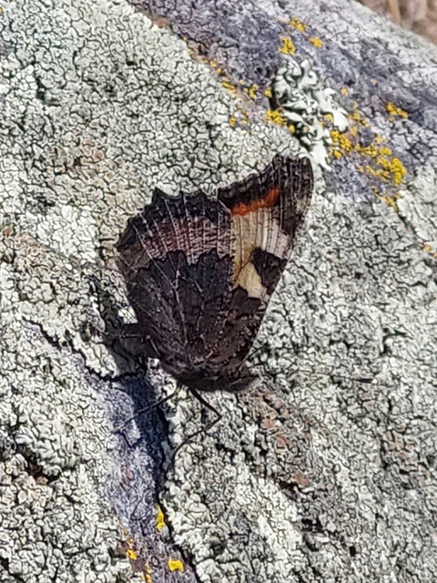 Nymphalis urticae - kis rókalepke