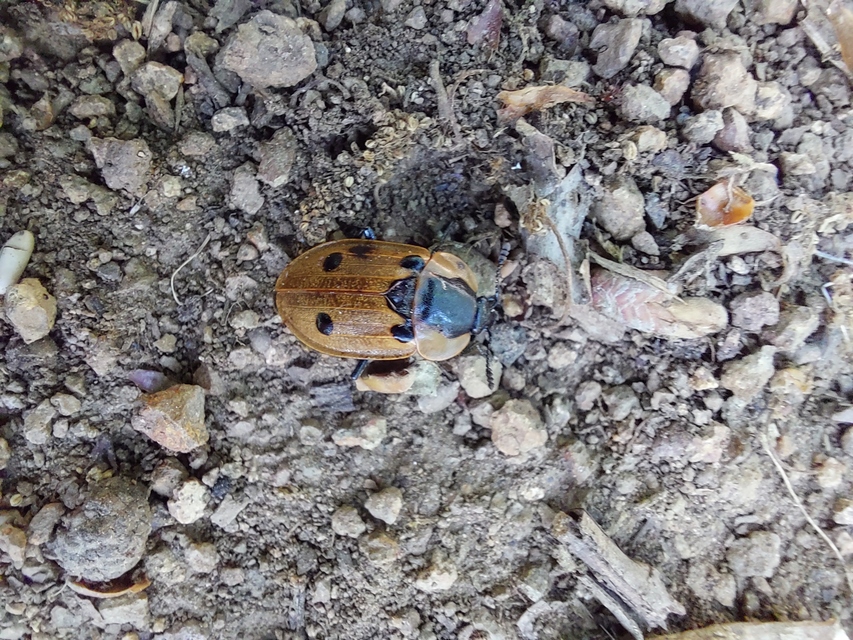 Dendroxena quadrimaculata - négypettyes dögbogár