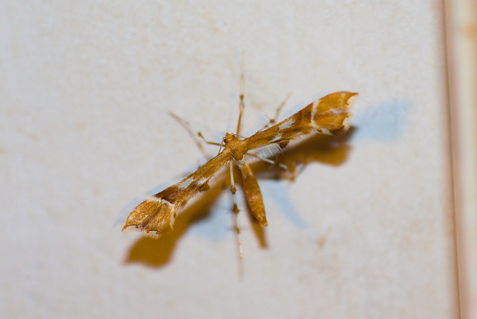 Cnaemidophorus rhododactyla - rózsabogyó-tollasmoly