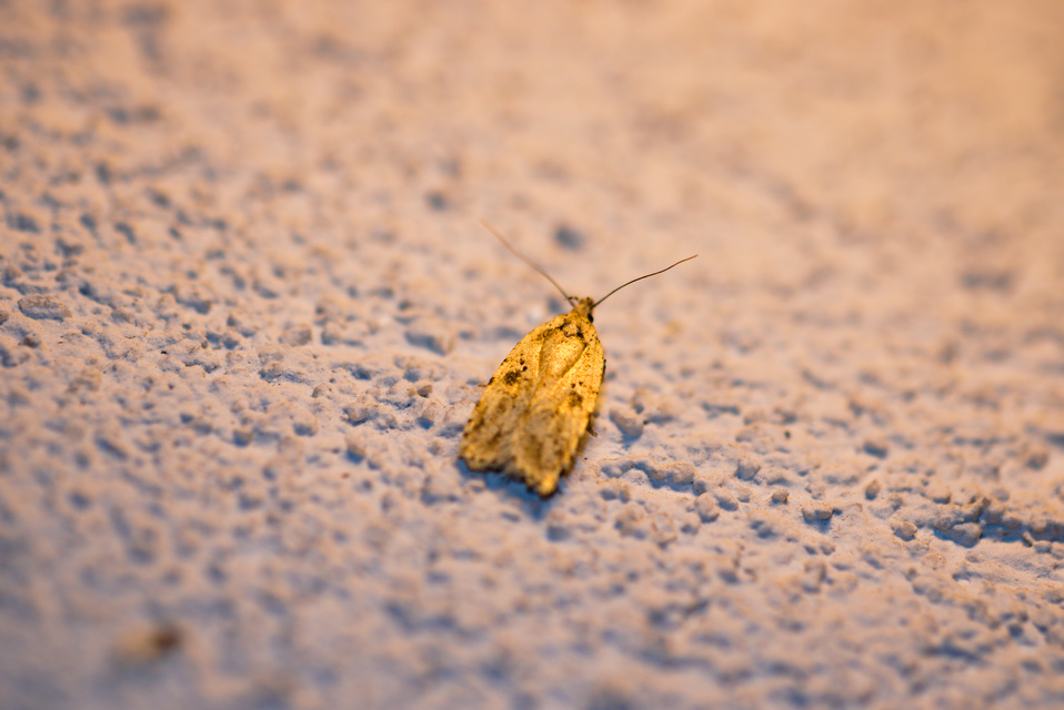 Agonopterix