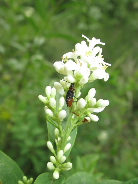Dinoptera collaris - vörösnyakú virágcincér