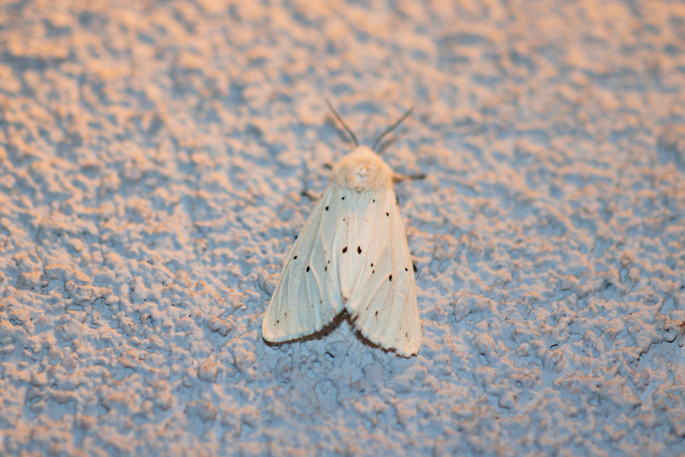 Spilosoma lubricipedum/urticae