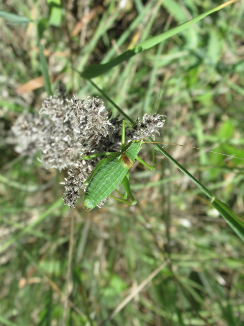 Isophya kraussii - erdei tarsza
