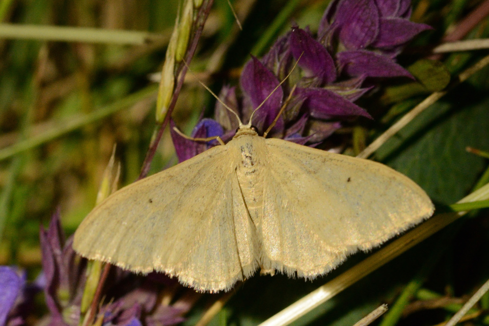Idaea straminata - szalmasárga sávosaraszoló