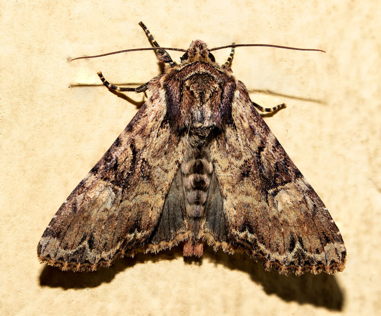 Apamea epomidion - vörösbarna dudvabagoly