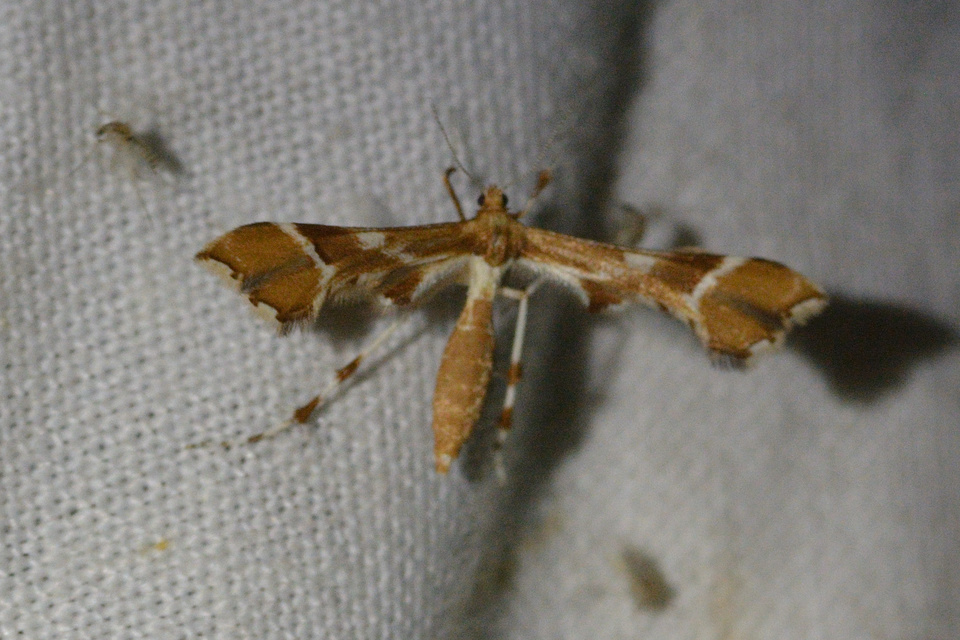 Cnaemidophorus rhododactyla - rózsabogyó-tollasmoly