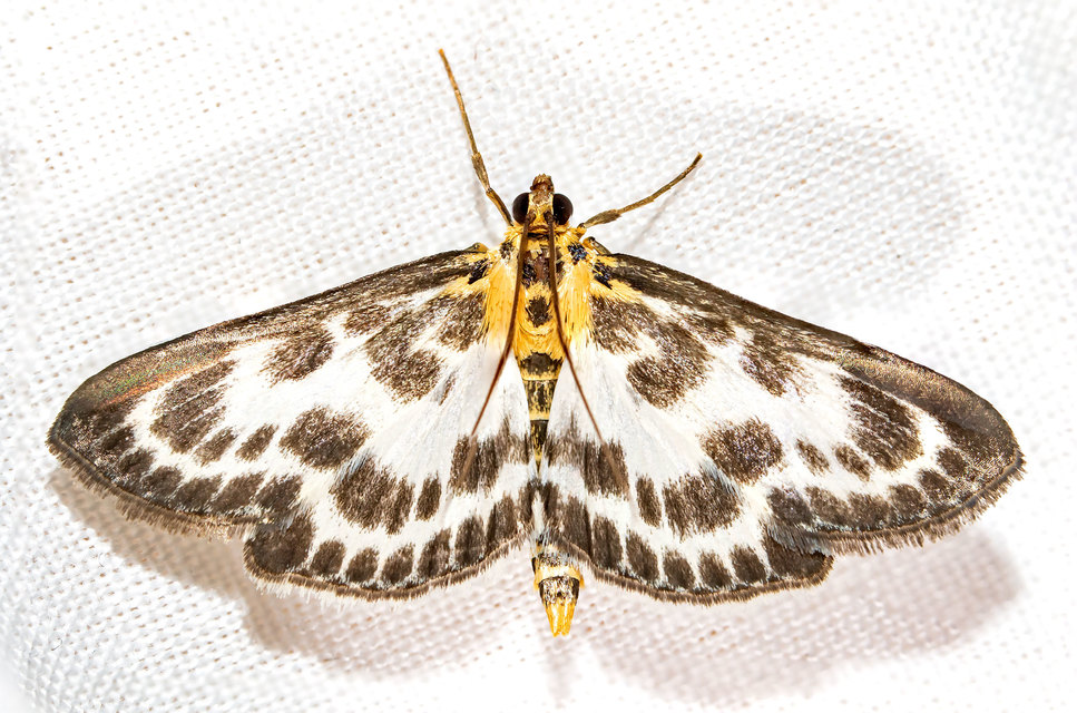 Anania hortulata - tarka csalánmoly