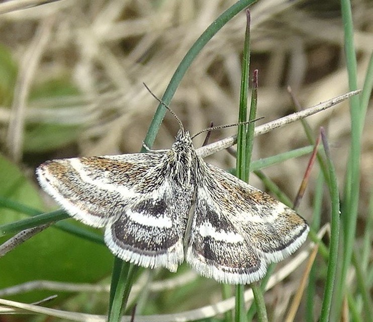 Atralata albofascialis - fehércsíkos kormosmoly
