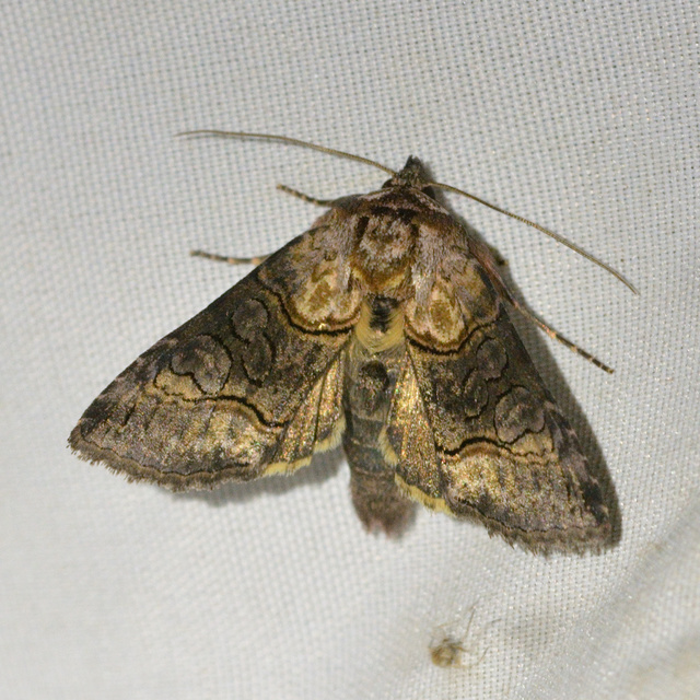 Abrostola asclepiadis - barnaövű csalánbagoly