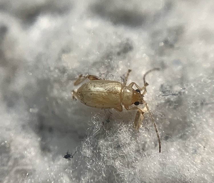 Longitarsus cizeki