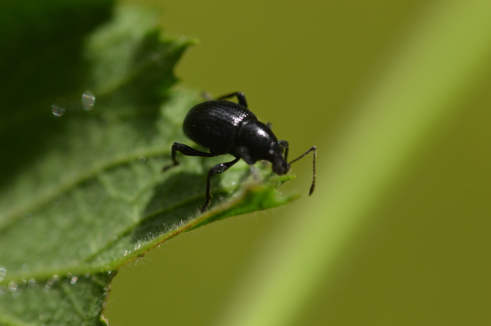 Otiorhynchus lirus - fényes gyalogormányos