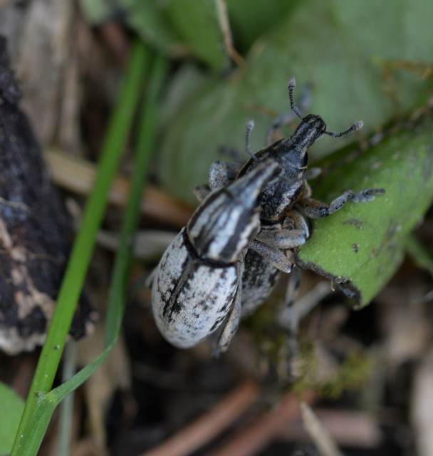 Pseudocleonus cinereus - hamvas barkó