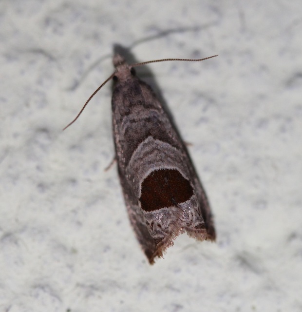 Notocelia uddmanniana - málnasodró tükrösmoly