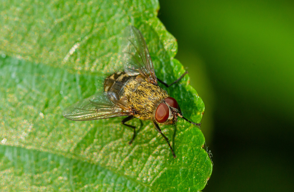 Pollenia