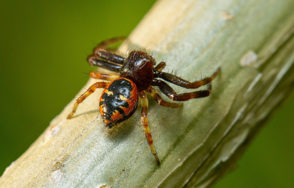 Synema globosum - fekete-sárga karolópók