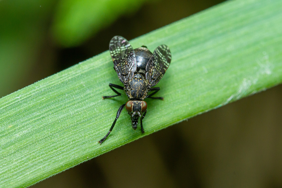 Platystoma seminationis