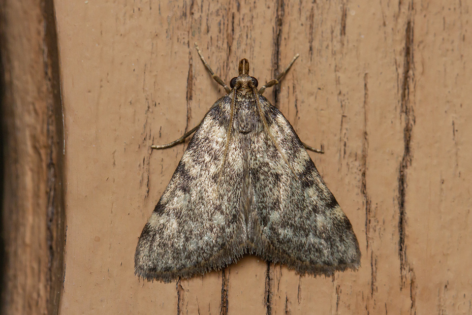 Aglossa pinguinalis - zsiradékmoly