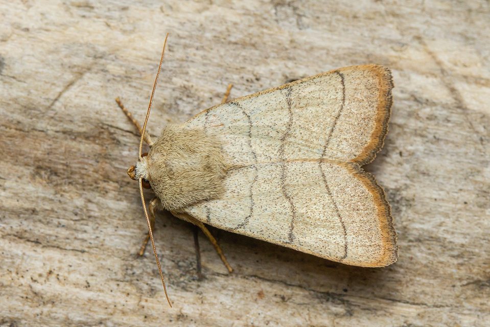 Charanyca trigrammica - háromsávos lombbagoly