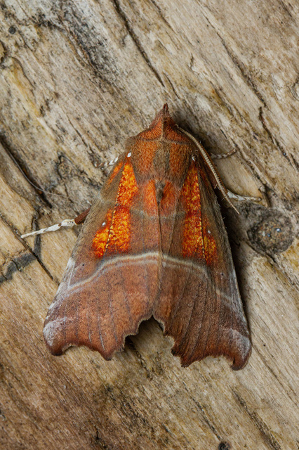 Scoliopteryx libatrix - vörös csipkésbagoly