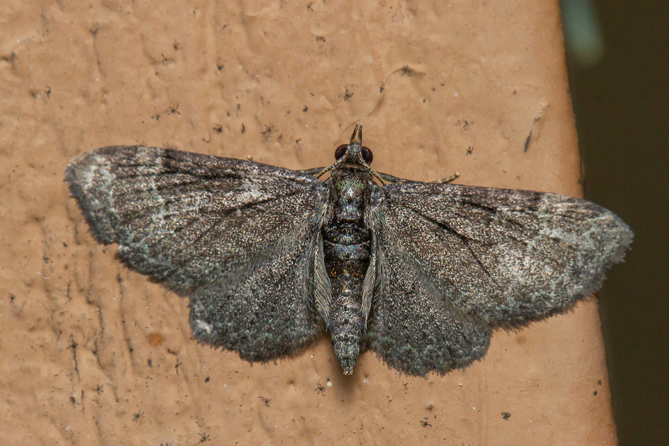Pasiphila rectangulata - almavirág-araszoló