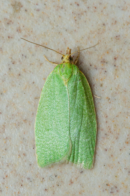 Tortrix viridana - tölgyilonca