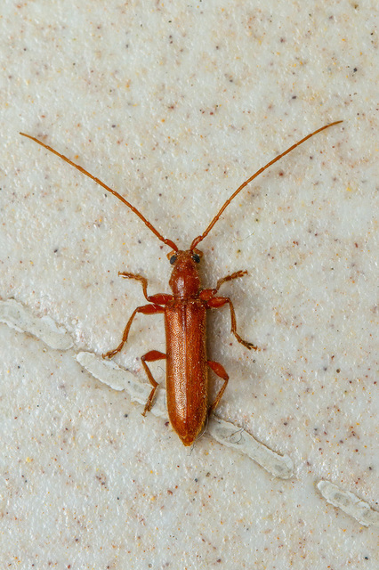 Axinopalpis gracilis - kecses selymescincér