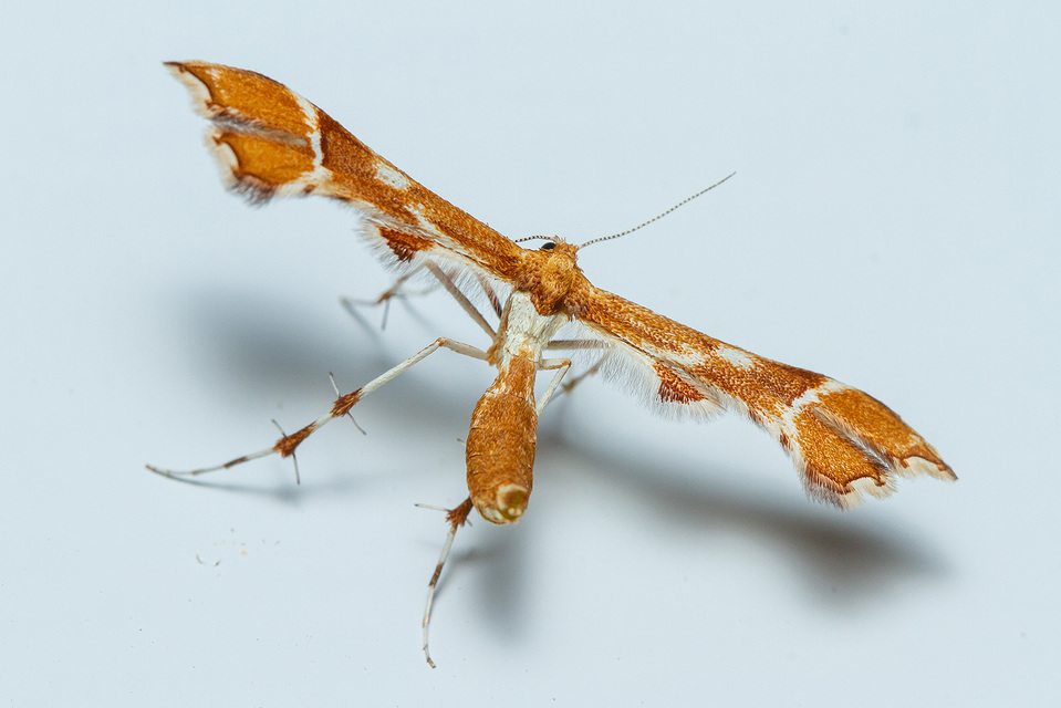 Cnaemidophorus rhododactyla - rózsabogyó-tollasmoly