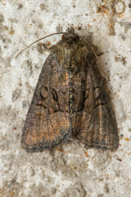 Oligia latruncula - fekete dudvabagoly