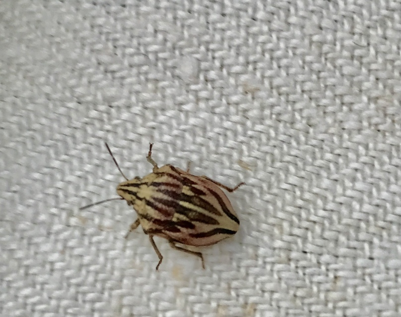 Odontotarsus purpureolineatus - tarka pajzsospoloska