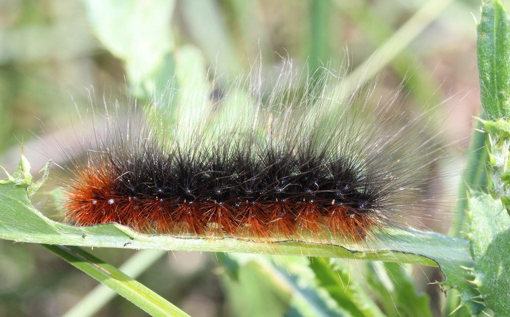 Arctia caja - közönséges medvelepke