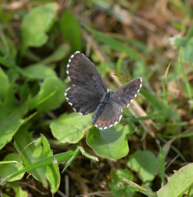 Scolitantides orion - szemes boglárka