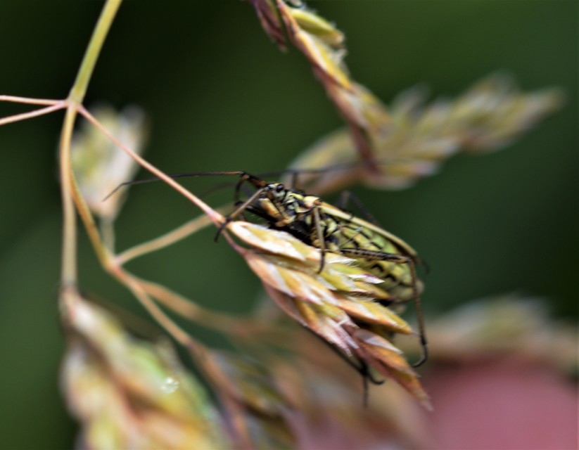 Leptopterna dolabrata - közönséges mezeipoloska